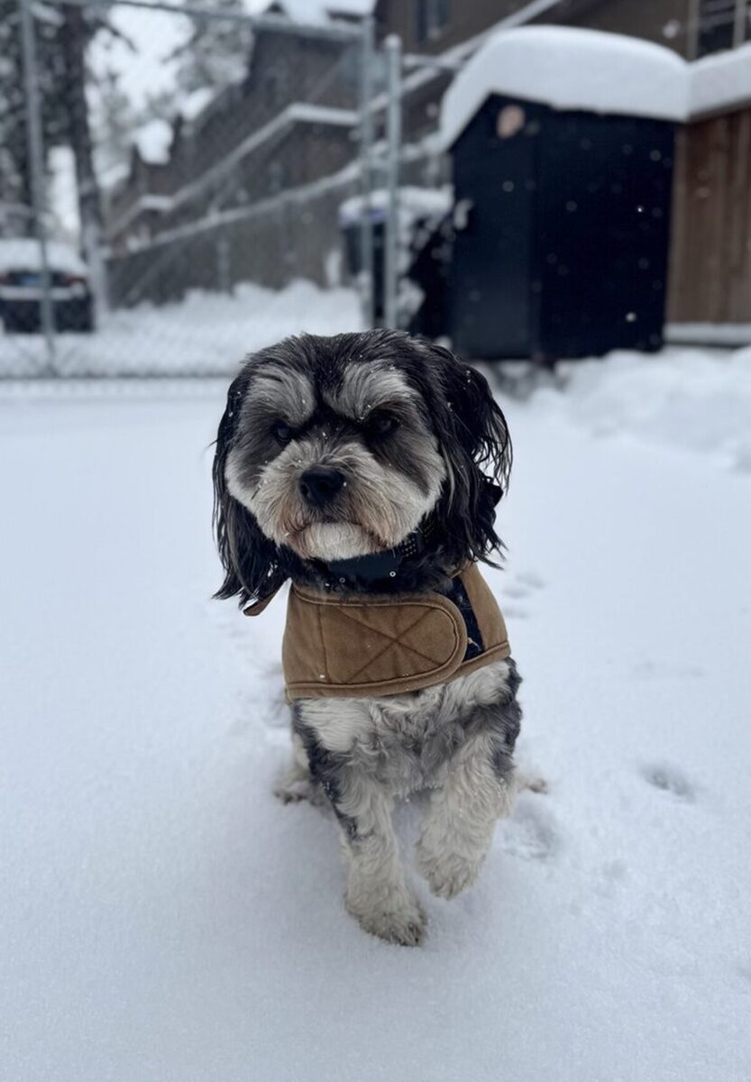 dog-snowimg dog-snowimg